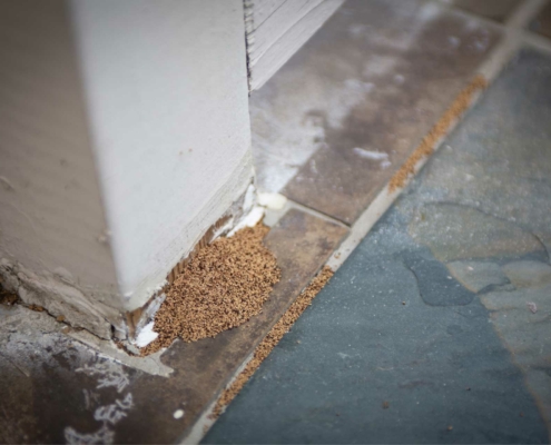 Termite Inspection